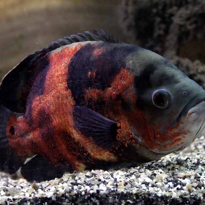 10 Things You Need to Know About Oscar Fish