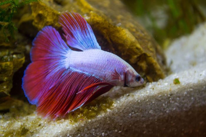 How Often Should Betta Fish Be Fed?