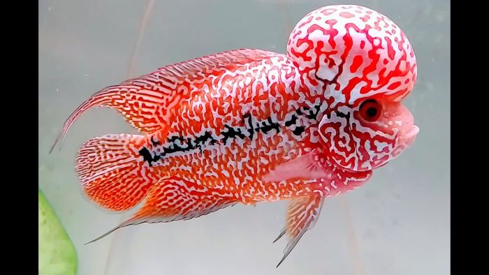 What is a Kamfa Flowerhorn?