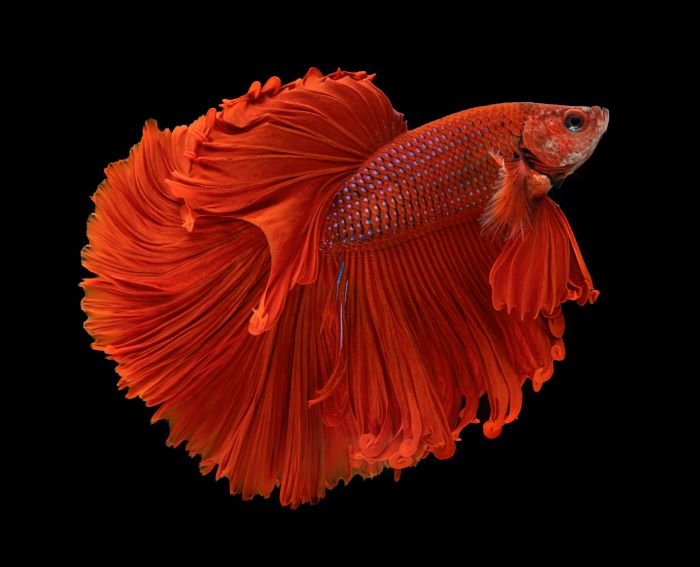 Betta Fish