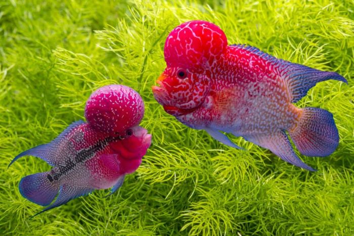 What’s the Best Diet for Flowerhorn Cichlids?