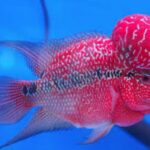 Kamfa Flowerhorn Everything You Always Wanted To Know