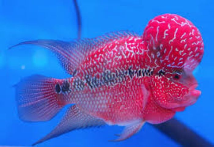 Kamfa Flowerhorn Everything You Always Wanted To Know