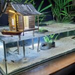 DIY Aquarium Decor Ideas In 2024