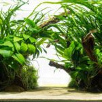 The Best Live Plants for Beginners in Aquariums In 2024