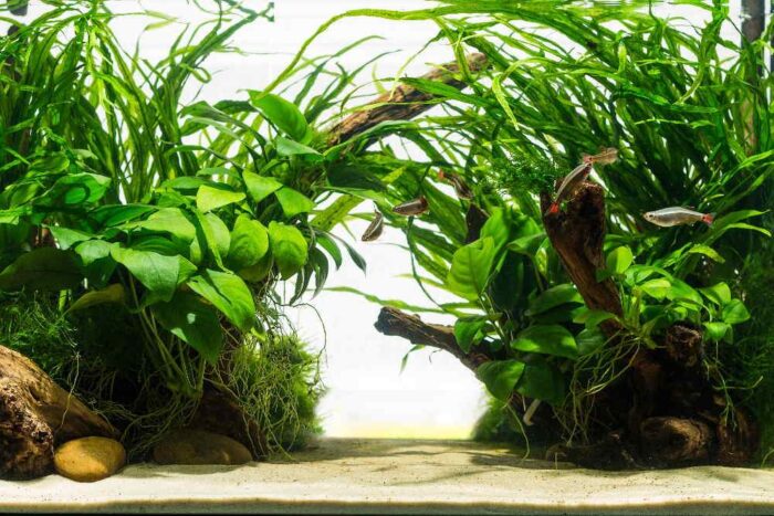 The Best Live Plants for Beginners in Aquariums In 2024