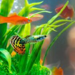 Top 10 Fish for a Low-Maintenance Aquarium