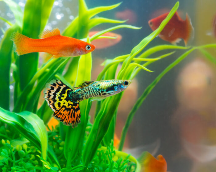 Top 10 Fish for a Low-Maintenance Aquarium