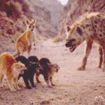 Они встали впереди своей мамы