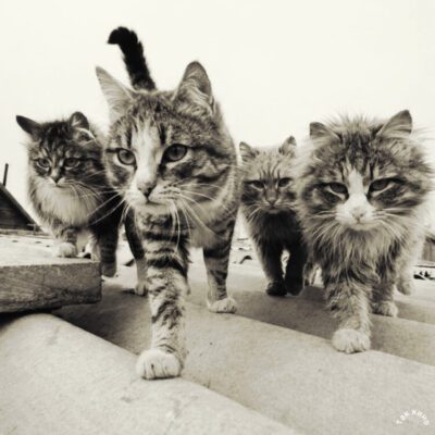 Рядом с человеком шли четыре кота