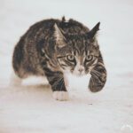 У кота поднялся жар, нестерпимо хотелось пить, хоть бы глоток снега У кота поднялся жар, нестерпимо хотелось пить, хоть бы глоток снега